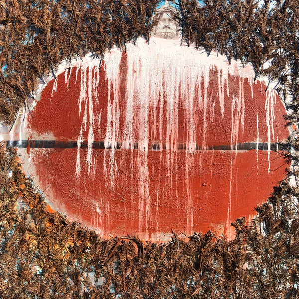 The Beginning of the Forest