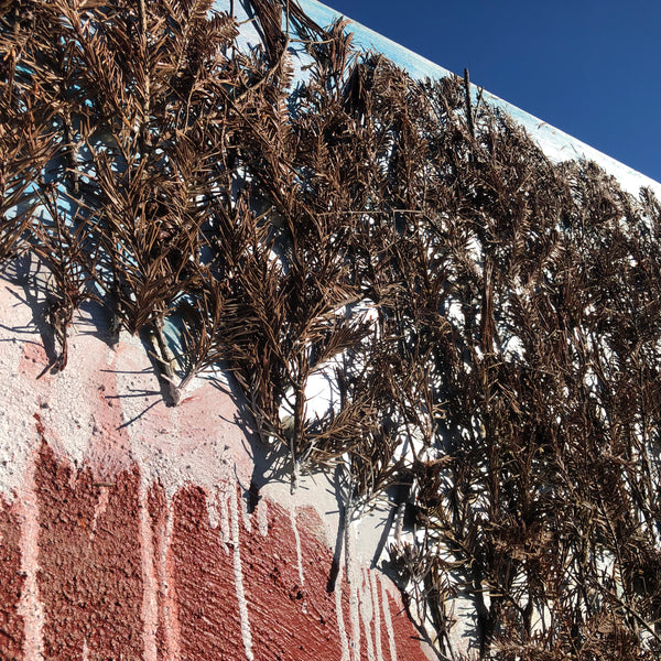 The Beginning of the Forest