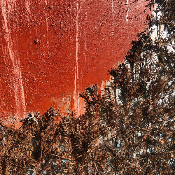 The Beginning of the Forest