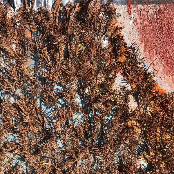 The Beginning of the Forest