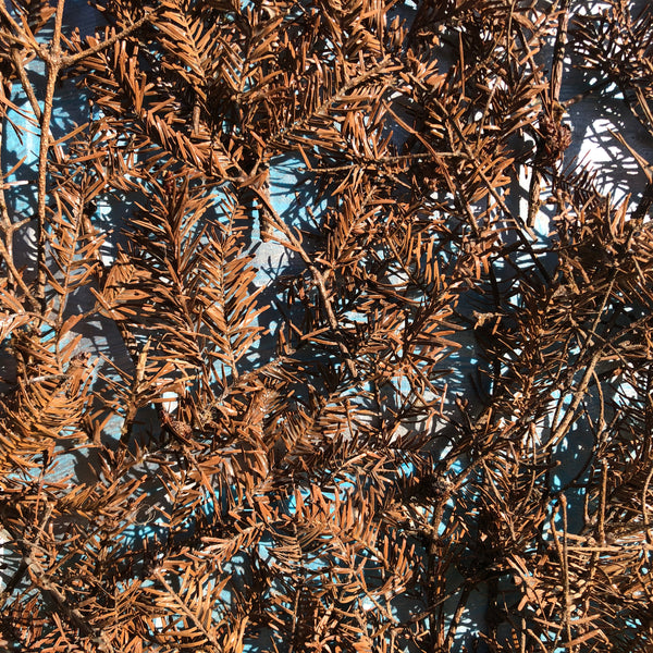 The Beginning of the Forest