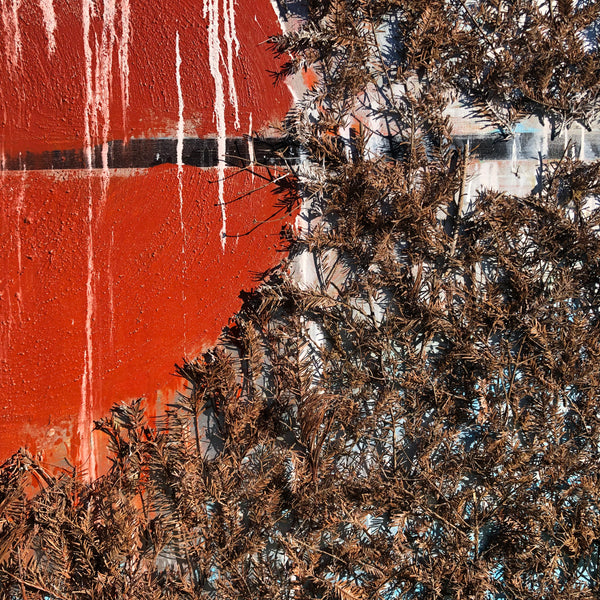 The Beginning of the Forest