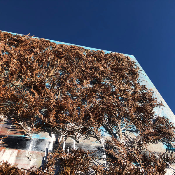 The Beginning of the Forest