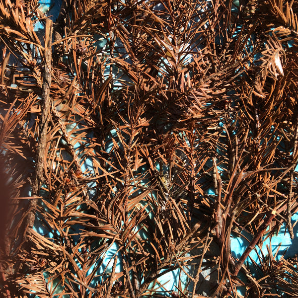 The Beginning of the Forest