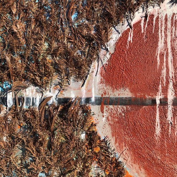 The Beginning of the Forest