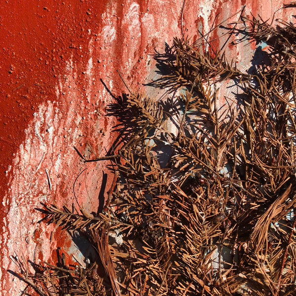 The End of the Forest