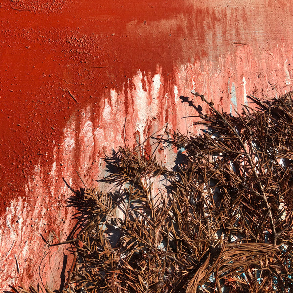 The End of the Forest